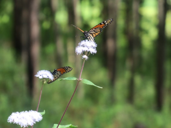 11/07/18: The Arrival 01