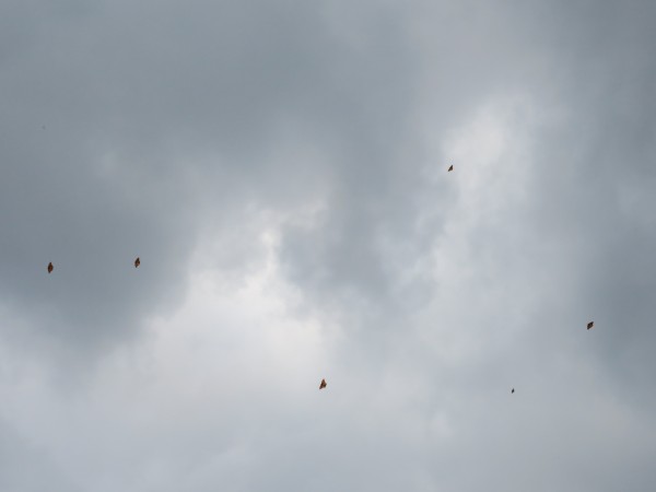 Monarchs arriving at winter sanctuaries in Mexico