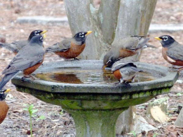 January: Living in Flocks