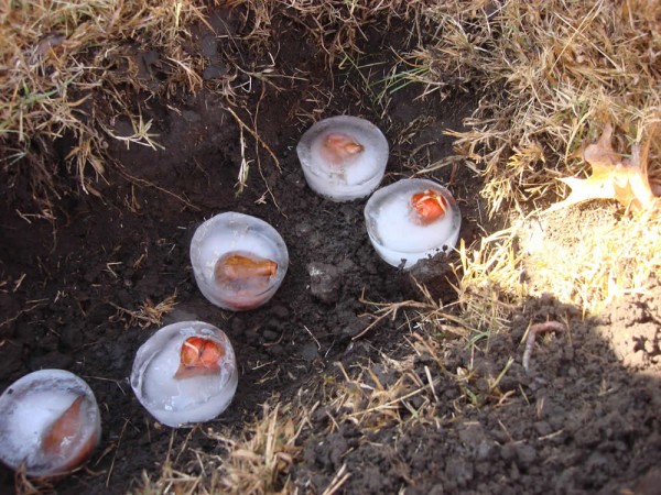 Tulip bulbs in ice.