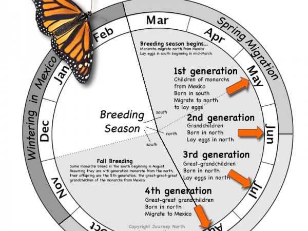 Monarch Butterfly Annual Cycle