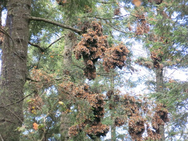 Monarch colony in El Rosario sanctuary in Mexico