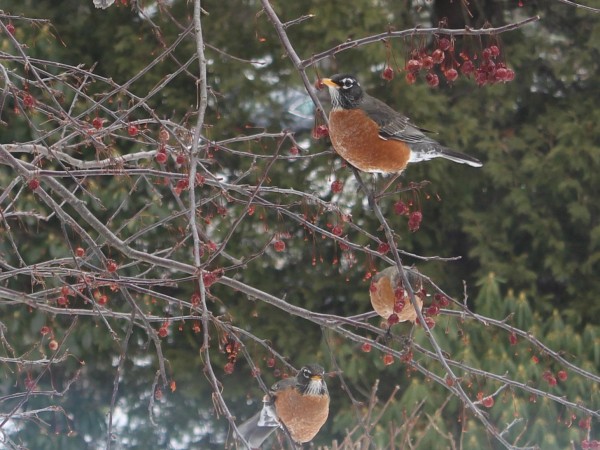 American Robins feasting on berries. 