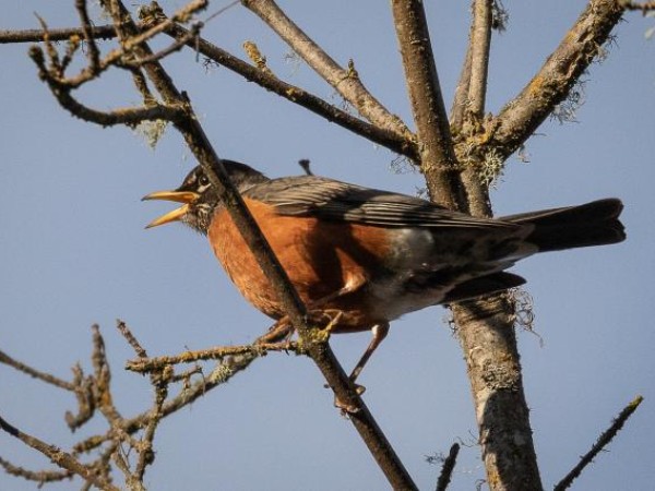 02/07/2019 Too Many Robins To Count