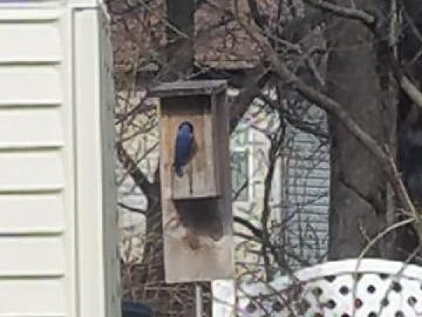 Bluebirds Have Returned