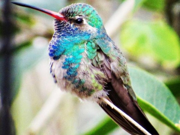 Broad-billed Hummingbird, Baton Rouge, LA (02/10/2019)