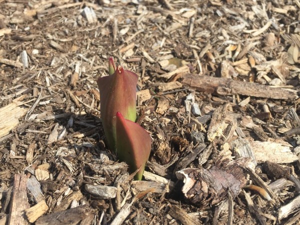 Tulips Emerging, Garland, TX  (02/11/2019)