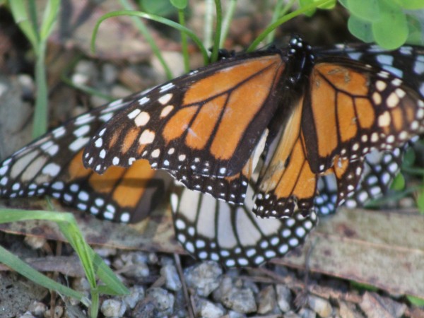 A mating pair with worn wings, Pacific Grove, CA