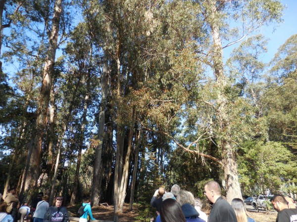 Monarch Butterfly Grove, Pismo Beach, CA