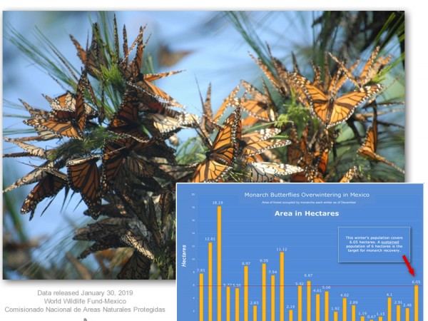 Monarch Population in Mexico