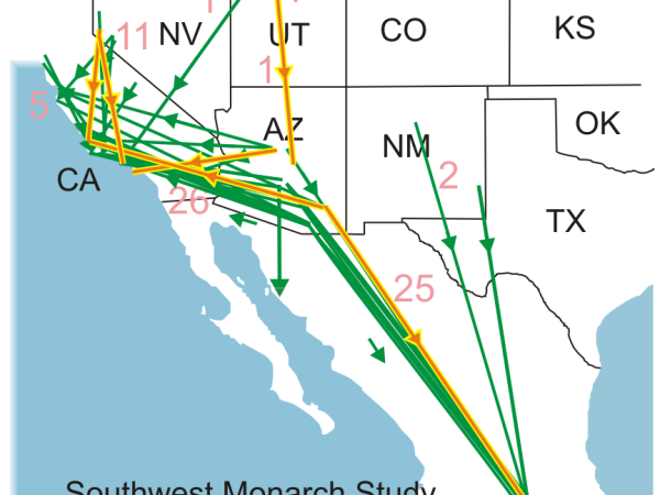 Fall Migration