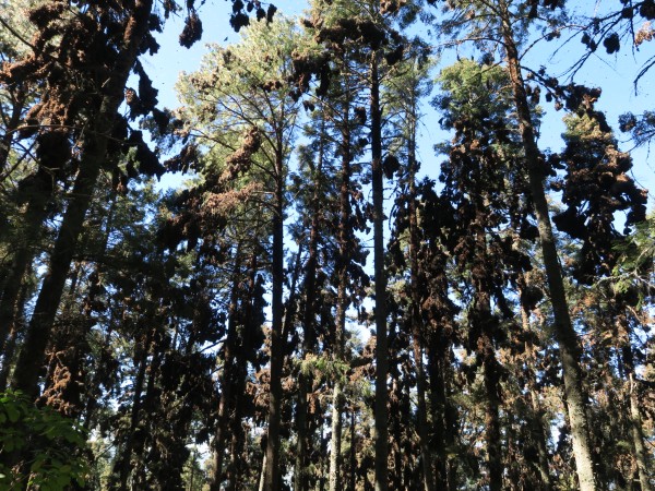 Monarch Butterflies at El Rosairo Sanctuary in Mexico