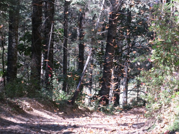Monarch Butterflies at El Rosairo Sanctuary in Mexico
