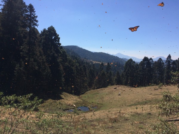 Monarch Butterflies at El Rosairo Sanctuary in Mexico