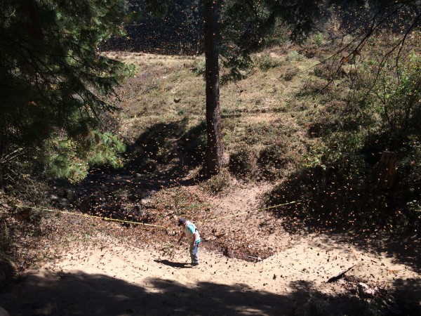 Monarch Butterflies at El Rosairo Sanctuary in Mexico