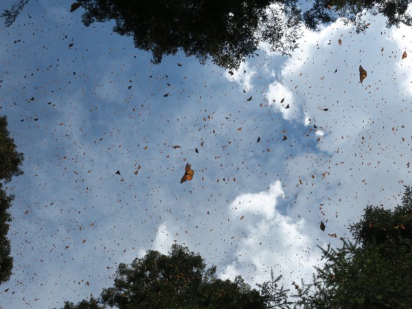 Monarchs at El Rosario Sanctuary on February 24, 2019 by Estela Romero