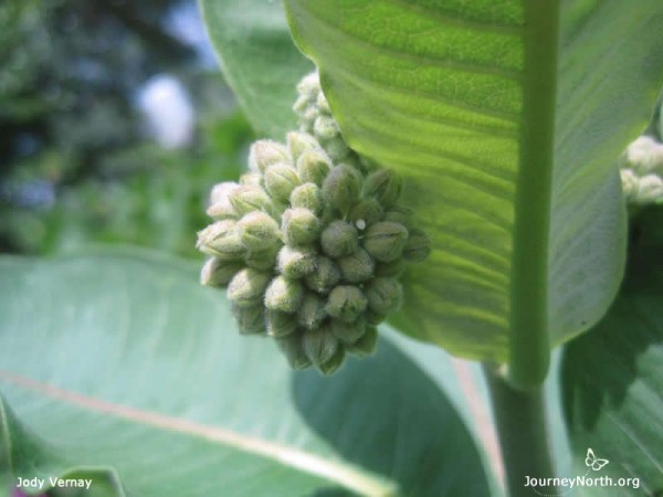 Monarch Butterfly Egg by Jody Vernay