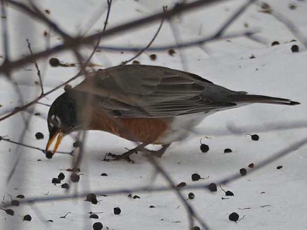 Foraging on tree berries (02/20/2019)