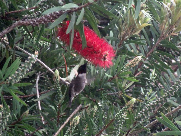 From bottlebrush to bottlebrush (Bay Saint Louis, MS; 03/02/2019)