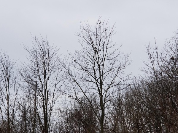 Robin Wave In Ohio