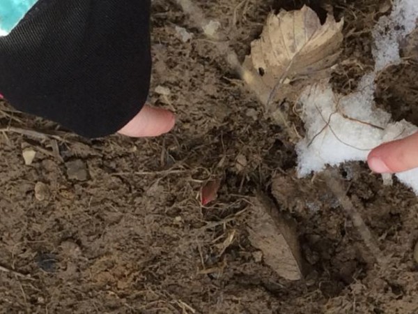 Finally A Warm Day To Check Our Tulips! Ashland, OH (03/08/2019)