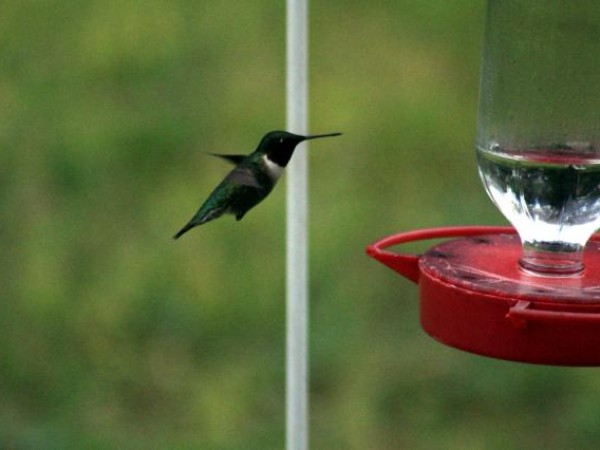 Ruby-throated Hummingbird, Wetumpka, AL 03/10/2019