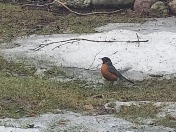 Robins Arrive in Beaver Dam, WI