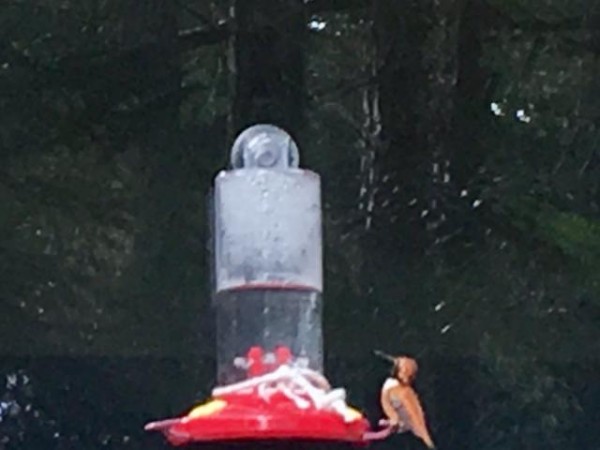 Rufous Hummingbird, Friday Harbor, WA (03/15/2019)