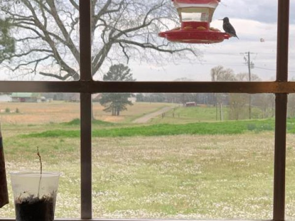 Ruby-throated Hummingbird, Photo by Rhonda, Maud, TX 03/23/2019