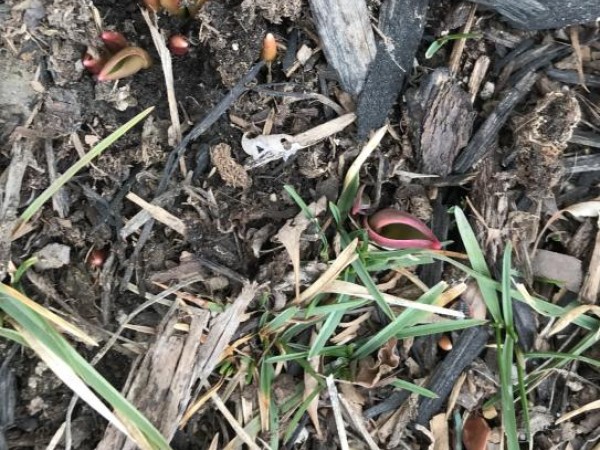 Planted Bulbs 4 Years Ago. Third Year for Flowers. Leduc, AB. Photo by Kimberly (03/24/2019)