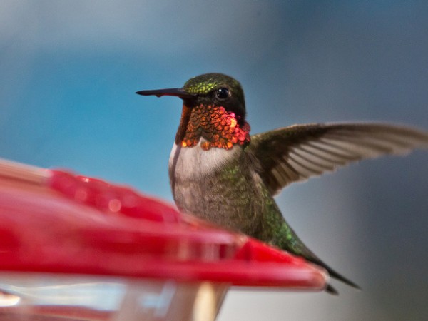 Adult Male Ruby-throated Hummingbird