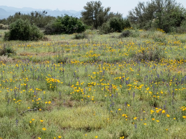 03/11/2019 Scottsdale, AZ Wildflowers