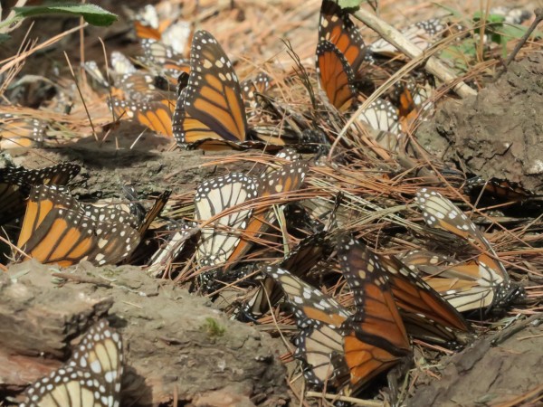 El Rosario Sanctuary