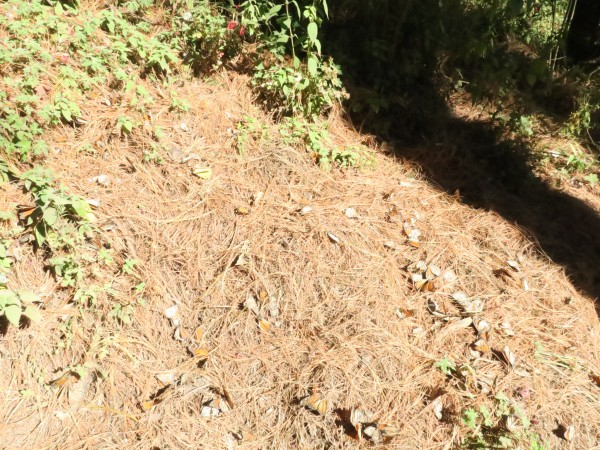 El Rosario Sanctuary