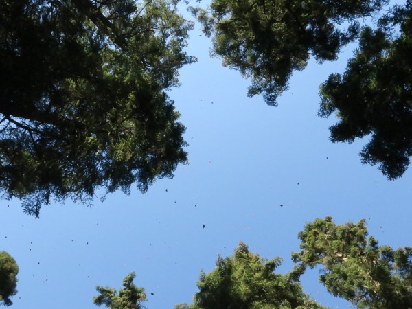 El Rosario Sanctuary