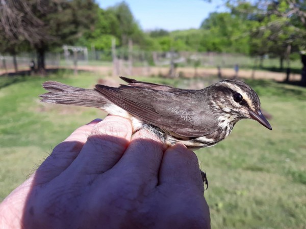 Woodthrush