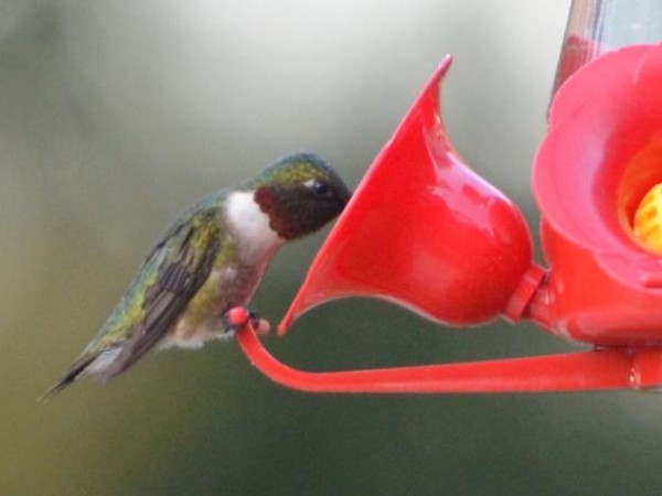 Hungry RTH Hummingbirds, Photo by: Carla (Crowley, LA; 03/26/2019)