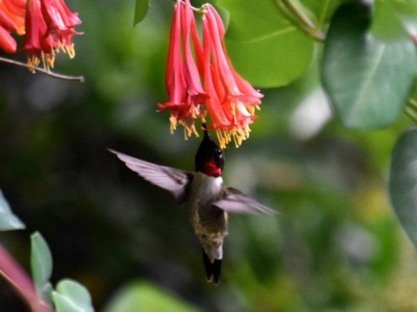 Ruby-throated Hmmingbird Feeding on Coral Honeysuckle, Photo by: Ken (Baton Rouge, LA; 03/30/2019)