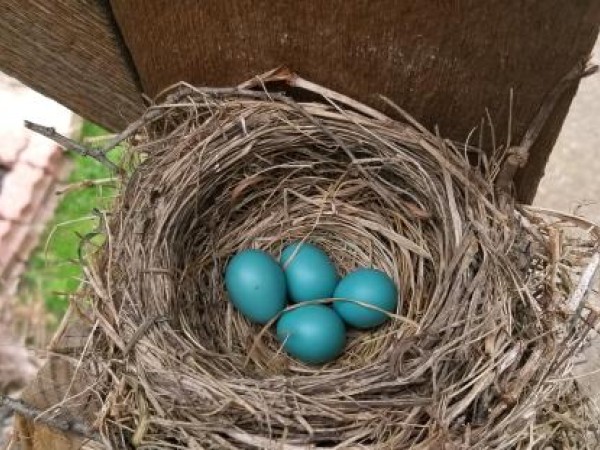 Robin Nest Dallas, TX