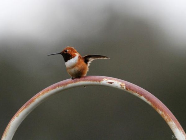 First male of the season and he waved at me!