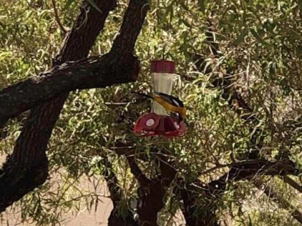 1526393001_Bullock's Oriole Henderson NV