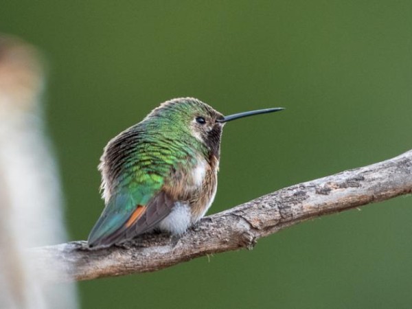 Broadtailed Hummingbird-Colorado Springs, CO ( 04/10/2019)