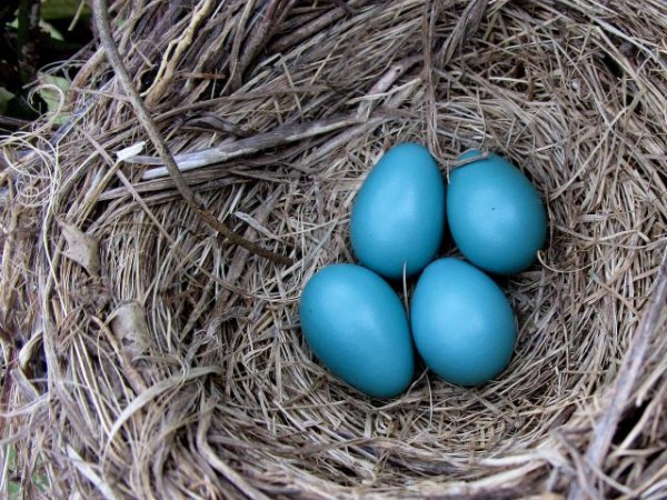 Another Robin's nest-this time in Indiana 