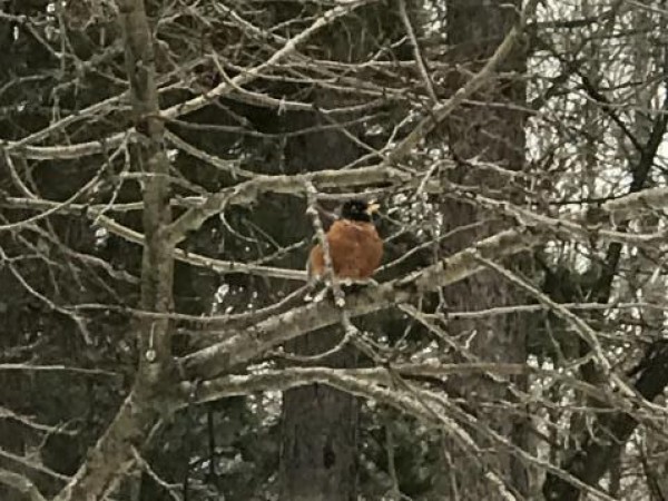 Robins seen looking for food.