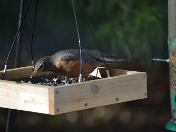 A Hungry Robin