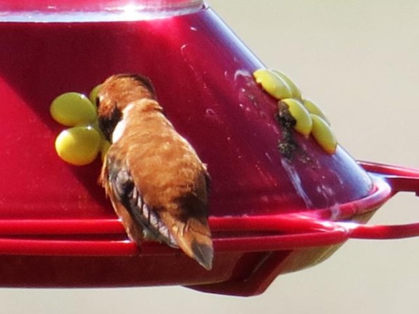 Rufous in Idaho