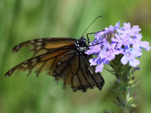 A monarch butterfly with faded and tattered wings by Anita Brisco.