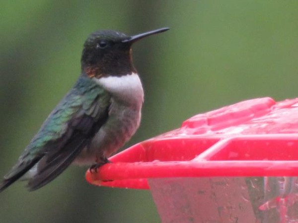 A Plump Male