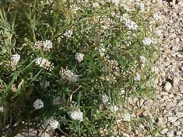 Milkweed in Bloom