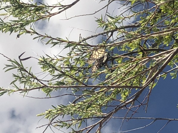 Mating Monarchs Photo by Megan Goyette Bosque del Apache NM  (04/03/2019)